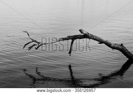 A Big Fallen Tree Branch Standing Above The The Water Of A Lake In Black And White, Morii Lake, Buch