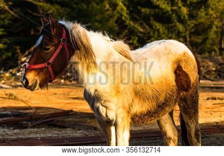 Wild Horse In Nature In The Sunset Light. Horse Farm Located In Valea Sipotului, Romania