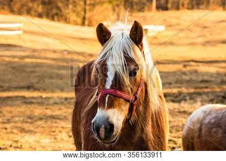 Wild Horse In Nature In The Sunset Light. Horse Farm Located In Valea Sipotului, Romania