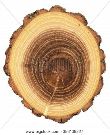Acacia Wood Slab With Year Rings Texture Isolated On White Background Overhead View