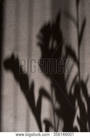 Beautiful Shadw From The Flower On A Black Background.