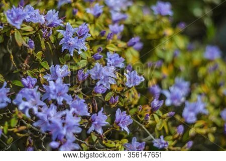 Nature Background With Whild, Violet Rhododendron In Park.