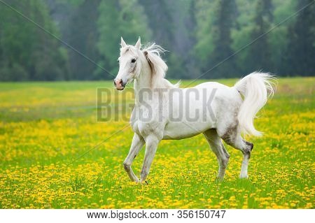 Beautiful White Arab Horse In The Field Of Dandelions. White Horse Running On Freedom