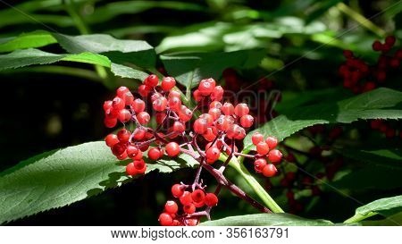 Red Berries At Cape Flattery In The Olympic National Park