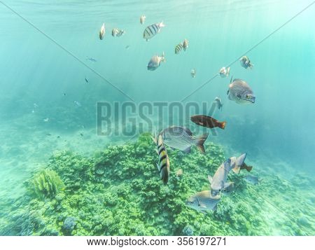 Fish In The Sea - Common Abudefduf, Crucian Carp, Sailing Zebrosome, Etc. Underwater Shooting In The