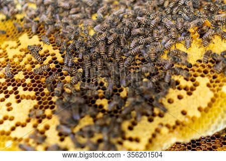 Bee Colony Full Of Honey High Nutrient And Vitamin Transfer To Beekepping Handmade Box.