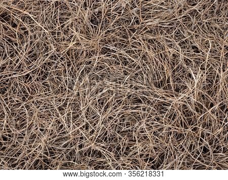 Dry Yellow Grass Hay Texture Grass Backround, Grass Surface