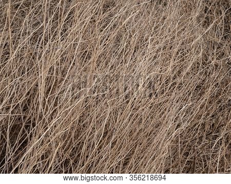 Dried Hay Texture, Dry Yelow Grass , Old Yelow Grass Surface