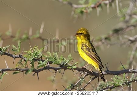 The Yellow Canary (crithagra Flaviventris) Is Sitting On Thorny Branch In The Savanna