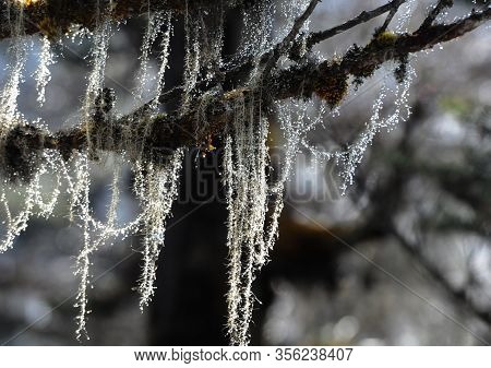 Hanging Lichens And Tree Leaves Covered In Dew Drops Glittering Like Beads. Nature Has Decorated Its