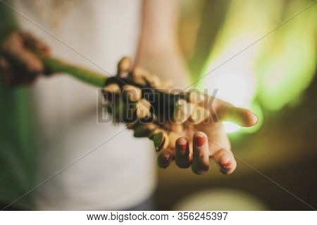 Human Hands Play An Oriental Musical Instrument