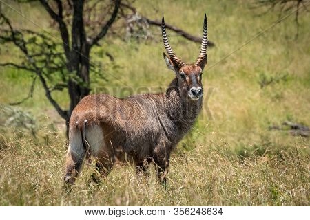 Male Waterbuck In Grass Turns Towards Camera