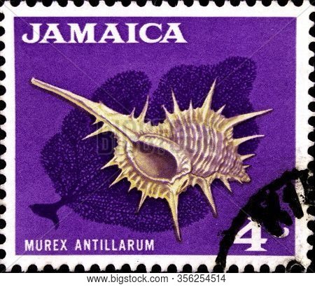 02 08 2020 Divnoe Stavropol Territory Russia Postage Stamp Jamaica 1964 Local Motifs Murex Antillaru