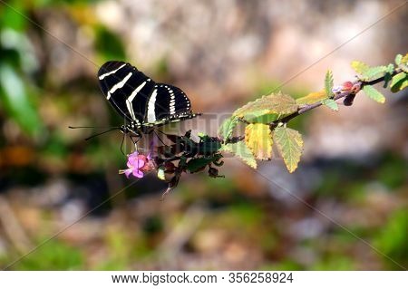 Black and yellow butterfly sits on branch in close-up