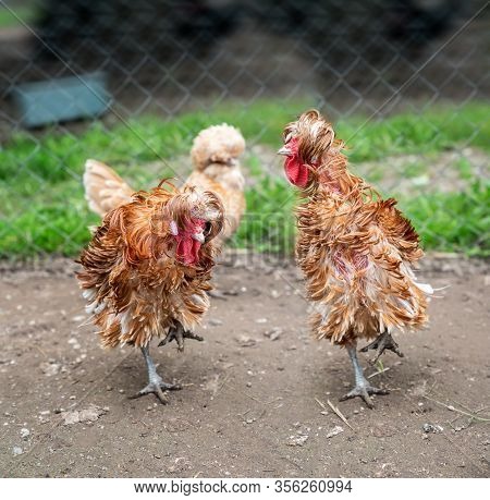 Frizzle Chickens In A Farm Yard. Close Up.