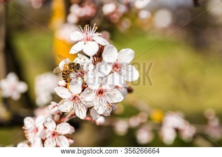 Closeup Spring Nature Scene Of Bee Pollinating White Pink Bloomy Cherry Flowers In Sunny Day