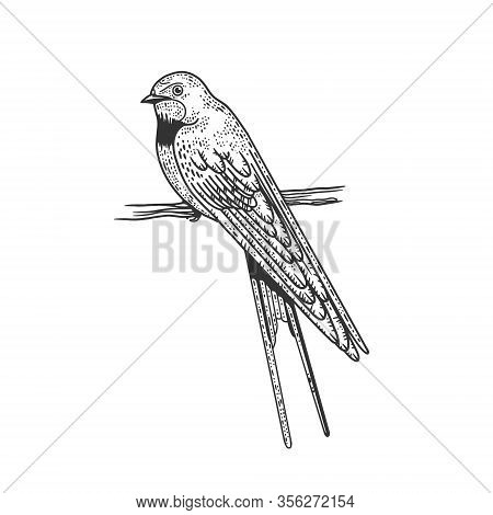 Common House Martin Swallow Bird Sketch Engraving Vector Illustration. T-shirt Apparel Print Design.