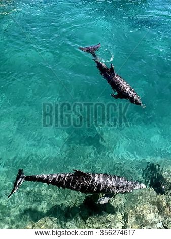 two dolphins dive in blue clear water
