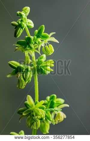 Close Up Male Cannabis Plant Showing Pollen Sacks