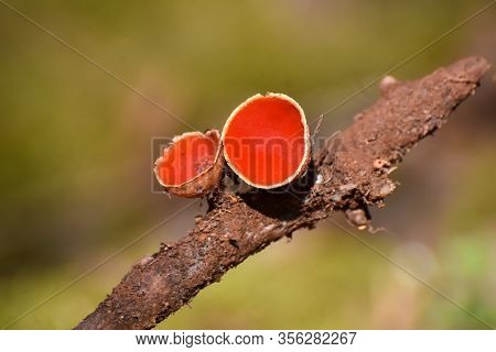 Scarlet Elf Cup Mushroom (sarcoscypha Austriaca). Little Red Cup, First Spring Mushroom On Rotting B