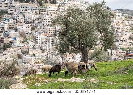 A Small Flock Of Sheep Grazes On The Gey Ben Hinnom Park Slope - Called In The Holy Books As The Bla