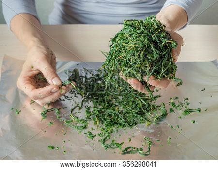 Fermentation Process Of Tea Leaves. Manual Production Koporye Tea - Ivan Tea.