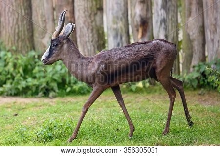 The Springbok (antidorcas Marsupialis), Pure Black Springbok Standing In An Open Space On The Pastur