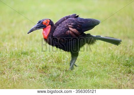 The Southern Ground Hornbill (bucorvus Leadbeateri) Formerly Known As (bucorvus Cafer) On The Green 