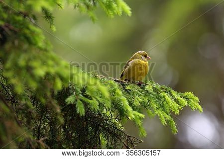 The European Greenfinch, Or Just Greenfinch (chloris Chloris),sitting On The Branch. Male Greenfinch