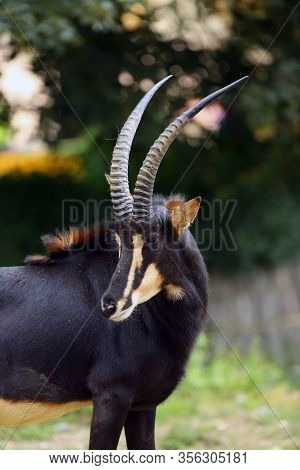 The Sable Antelope (hippotragus Niger) , Portrait With Green Background. Rare Antelope Portrait.