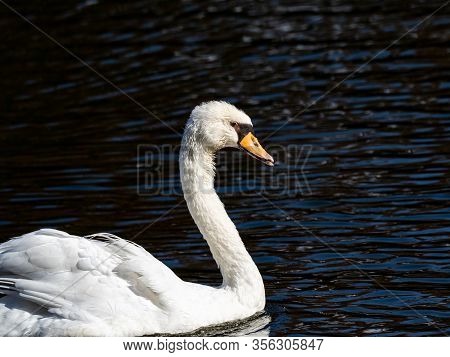 A Mute Swan Floats In The Pond Of Kanuma Park In Fuchinobe, Sagamihara, Japan.