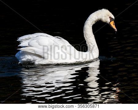 A Mute Swan Floats In The Pond Of Kanuma Park In Fuchinobe, Sagamihara, Japan.
