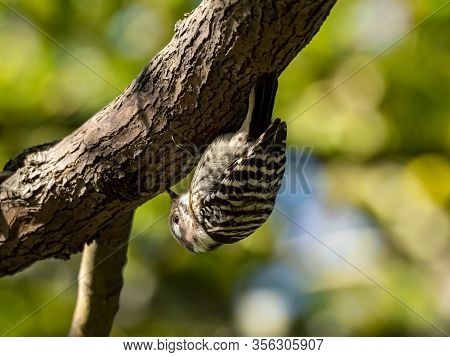 A Small, Cute Japanese Pygmy Woodpecker, Yungipicus Kizuki, Perches Under A Tree Branch In Kanuma Pa