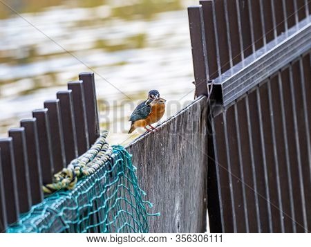 A Common Eurasian Kingfisher, Alcedo Atthis Bengalensis, Perches On A Fence With A Recent Catch Near
