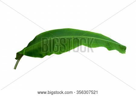 Dark Green Banana Leave Isolated On White Background With Clipping Path Included. Floral Desaign. Hd