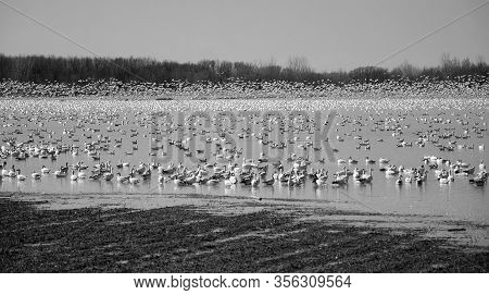 Snow Geese Migration.  During Spring Migration, Large Flocks Of Snow Geese Fly Very High Along Narro