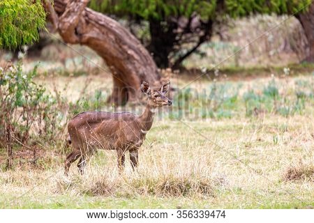 Beautiful Animal, Female Of Mountain Nyala In Natural Habitat. Endemic Antelope, Bale Mountains Ethi