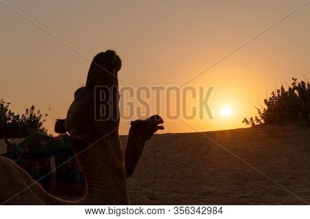 Camels At Thar Desert, Rajasthan, India With Rising Sun In The Background. Camels, Camelus Dromedari