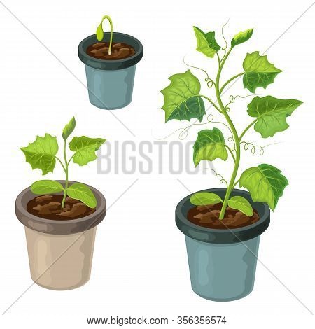 Cucmber Plant In Pot Isolated. Healthy Young Cucumber Seedlings Potted. Vector Realistic Illustratio