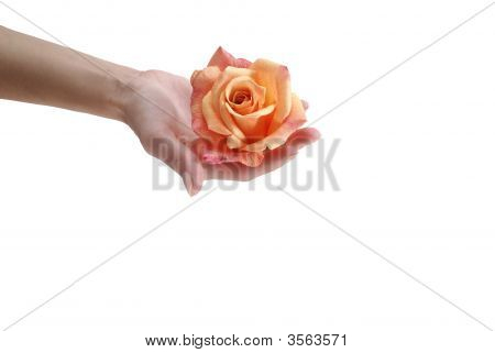 Blume