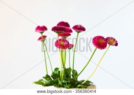 Pink English Daisies Bellis Perennis On White Background. Natural Greeting Card Wallpaper. Growing P