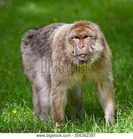 Barbary Macaques Monkey.  Barbary Macaques Monkeys Live In The Atlas Mountains Of Algeria And Morocc