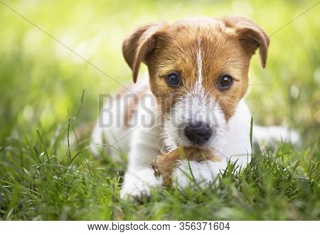 Healthy Cute Happy Pet Dog Puppy Chewing Snack Bone, Cleaning Teeth In The Grass