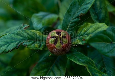 Close-up Of A Young Apple Fruit After Flowering. Fruitlet Stage.