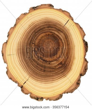 Acacia Wood Slab With Cracks And Year Rings Texture Isolated On White Background Overhead View
