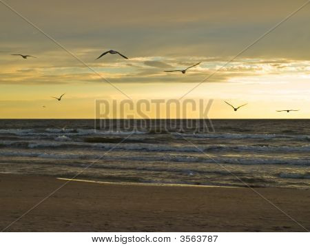 นกบินผ่านทะเล