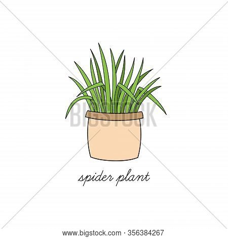 Spider Plant, Chlorophytum Comosum Vector Illustration Graphic. Hand Drawn Cute Outlined Indoor Plan
