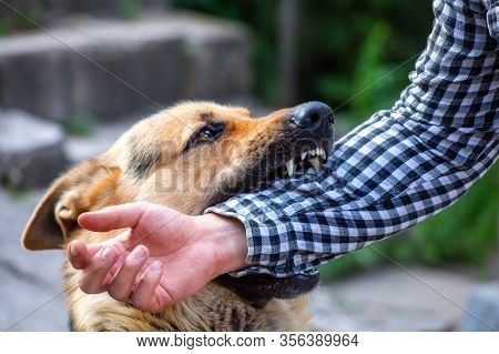 An Adult, Aggressive Male German Shepherd Attacks A Man And Bites His Hand. Training Pets.