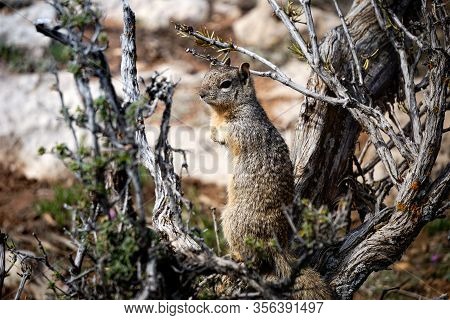 Small Famous Squirell Is Part Of Grand Canyon Wildlife