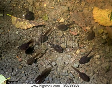 Tadpoles In A Pond At Cape Flattery In The Olympic National Park